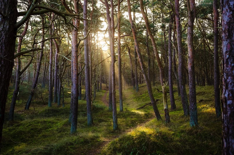 Forest adventure